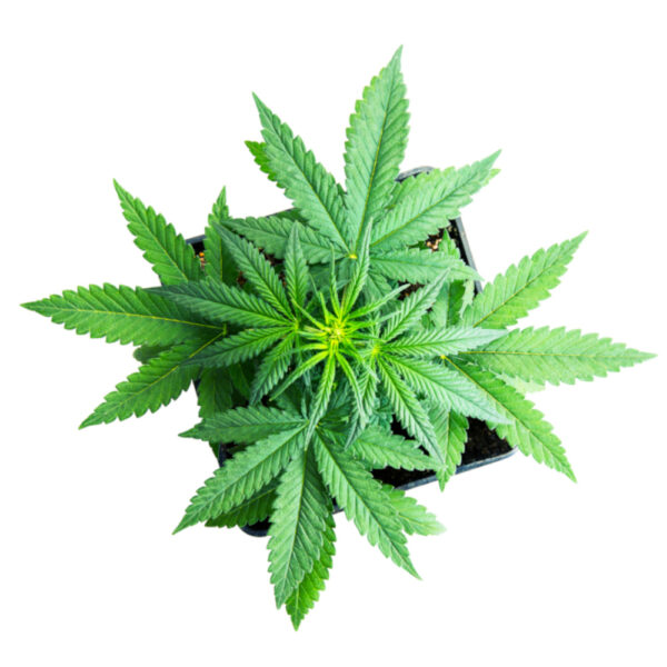 glue gelato auto cannabis stecklinge