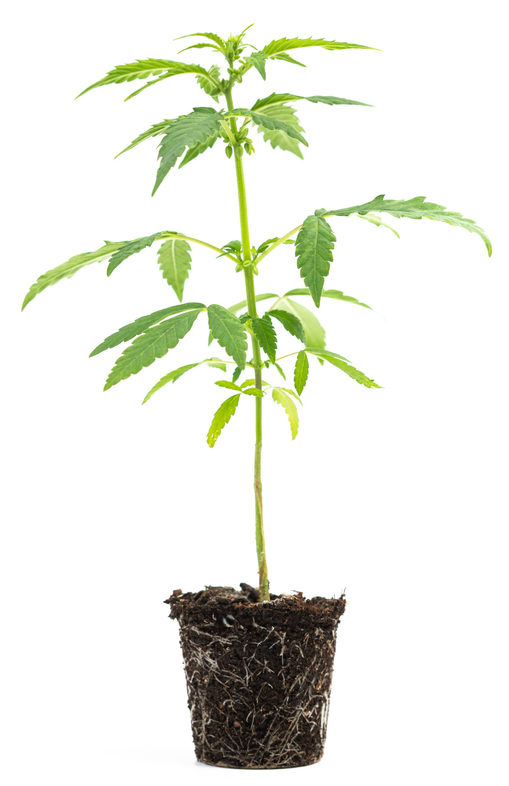 Cannabis-Sämlinge