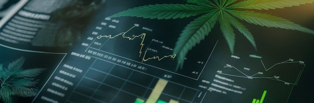 bluete-phase cannabis bluete-phase cannabis