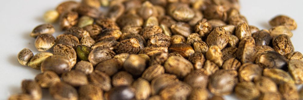 richtige cannabissamen die richtigen cannabissamen