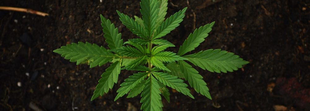 vegi-phase-cannabis vegi-phase cannabis